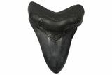 Fossil Megalodon Tooth - Georgia #144284-2